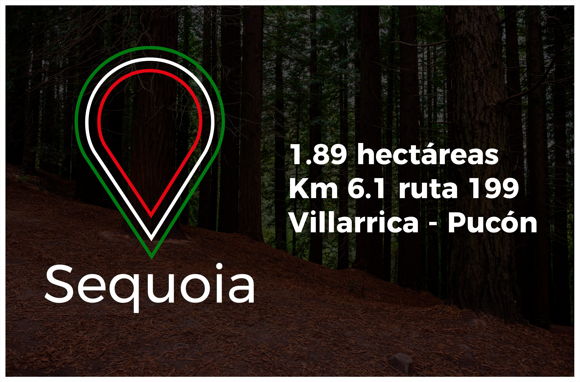 Sequoia